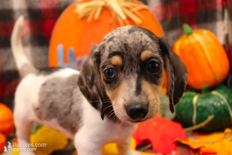 Sagan – Miniature Dachshund puppy for sale in Weaubleau, MO