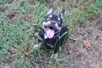 Nikolas, a male French Bulldog for sale in Weaubleau, MO – 8 of 10