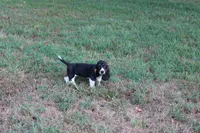 Frida, a female Basset Hound for sale in Weaubleau, MO – 8 of 10