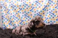 Sparrow, a male Miniature Dachshund for sale in Weaubleau, MO – 9 of 9