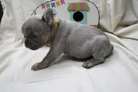 Ralph, a male French Bulldog for sale in Weaubleau, MO – 9 of 10