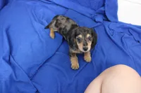 Sully, a male Miniature Dachshund for sale in Weaubleau, MO – 7 of 10