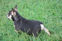 Nathe, a male French Bulldog for sale in Weaubleau, MO – 7 of 10