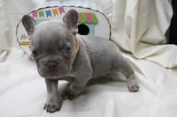 Roxi, a female French Bulldog for sale in Weaubleau, MO – 5 of 5