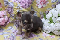 Nathe, a male French Bulldog for sale in Weaubleau, MO – 2 of 10