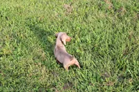 Parker, a male Miniature Dachshund for sale in Weaubleau, MO – 2 of 10