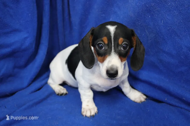 Eliza – Miniature Dachshund puppy for sale in Weaubleau, MO
