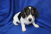Eliza, a female Miniature Dachshund for sale in Weaubleau, MO – 1 of 10