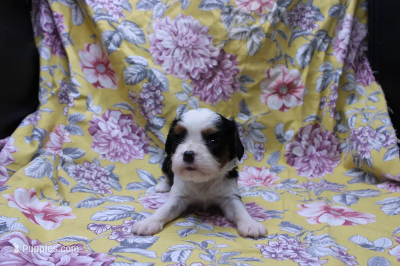 Walter – Cavalier King Charles Spaniel puppy for sale in Weaubleau, MO