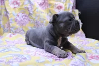 Phil, a male French Bulldog for sale in Weaubleau, MO – 4 of 10