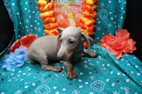 Parker, a male Miniature Dachshund for sale in Weaubleau, MO – 2 of 10