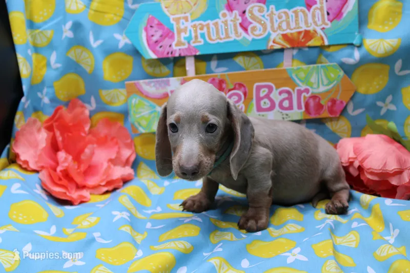 Parker – Miniature Dachshund puppy for sale in Weaubleau, MO