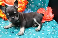 Nikolas, a male French Bulldog for sale in Weaubleau, MO – 5 of 6