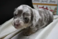 Skipper, a male Miniature Dachshund for sale in Weaubleau, MO – 2 of 10