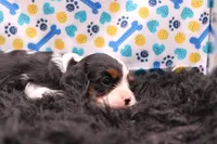 Tinsley, a female Cavalier King Charles Spaniel for sale in Weaubleau, MO – 8 of 9