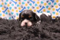 Tucker, a male Cavalier King Charles Spaniel for sale in Weaubleau, MO – 8 of 8