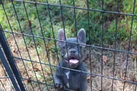 Niles, a male French Bulldog for sale in Weaubleau, MO – 4 of 10