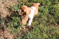 Freyja, a female Basset Hound for sale in Weaubleau, MO – 8 of 9