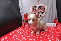 Lennox, a male Pembroke Welsh Corgi for sale in Weaubleau, MO – Photo 7 of 10