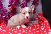Lennox, a male Pembroke Welsh Corgi for sale in Weaubleau, MO – Photo 1 of 10