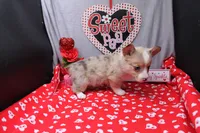 Lennox, a male Pembroke Welsh Corgi for sale in Weaubleau, MO – Photo 10 of 10