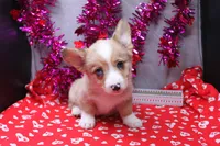Lennox, a male Pembroke Welsh Corgi for sale in Weaubleau, MO – Photo 2 of 10