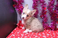 Lennox, a male Pembroke Welsh Corgi for sale in Weaubleau, MO – Photo 3 of 10