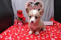 Lennox, a male Pembroke Welsh Corgi for sale in Weaubleau, MO – Photo 5 of 10