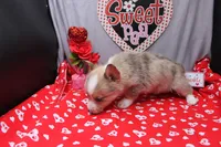 Lennox, a male Pembroke Welsh Corgi for sale in Weaubleau, MO – Photo 9 of 10