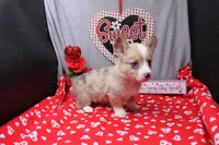 Lennox, a male Pembroke Welsh Corgi for sale in Weaubleau, MO – Photo 6 of 10