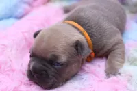 Pat, a male French Bulldog for sale in Weaubleau, MO – 7 of 8