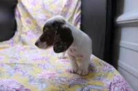 Eli, a male Miniature Dachshund for sale in Weaubleau, MO – 6 of 10