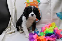 Tobin, a male Cavalier King Charles Spaniel for sale in Weaubleau, MO – 3 of 4