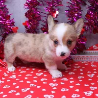 Lorelei, a female Pembroke Welsh Corgi for sale in Weaubleau, MO – Photo 8 of 10