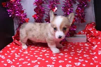 Lorelei, a female Pembroke Welsh Corgi for sale in Weaubleau, MO – Photo 1 of 10