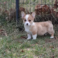 Lorelei, a female Pembroke Welsh Corgi for sale in Weaubleau, MO – Photo 4 of 10