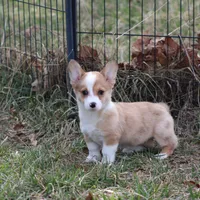 Lorelei, a female Pembroke Welsh Corgi for sale in Weaubleau, MO – Photo 7 of 10