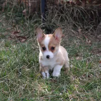 Lorelei, a female Pembroke Welsh Corgi for sale in Weaubleau, MO – Photo 6 of 10