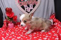 Lorelei, a female Pembroke Welsh Corgi for sale in Weaubleau, MO – Photo 9 of 10