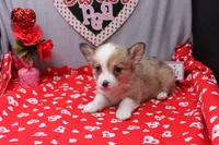 Lorelei, a female Pembroke Welsh Corgi for sale in Weaubleau, MO – Photo 7 of 10