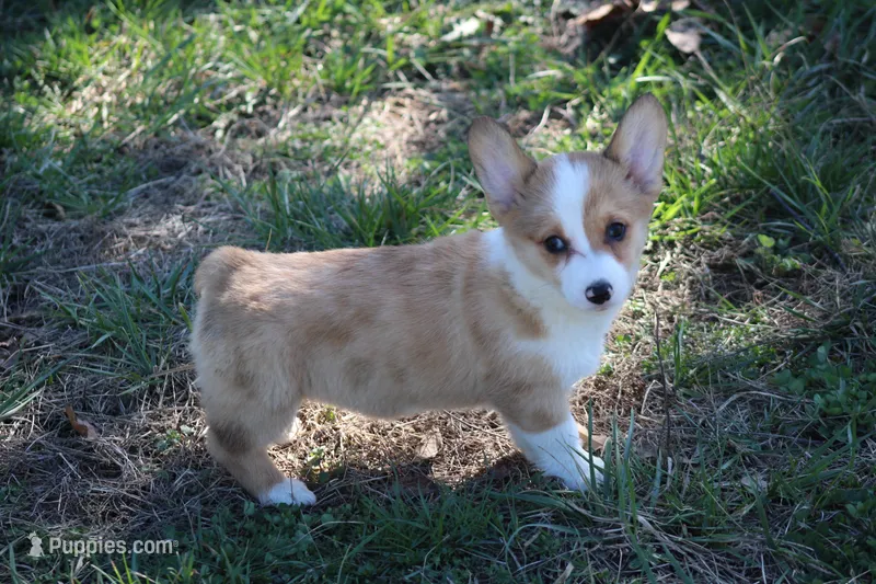 Lorelei – Pembroke Welsh Corgi puppy for sale in Weaubleau, MO