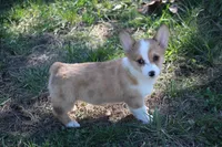 Lorelei, a female Pembroke Welsh Corgi for sale in Weaubleau, MO – Photo 1 of 10