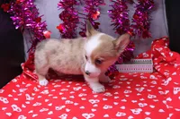 Lorelei, a female Pembroke Welsh Corgi for sale in Weaubleau, MO – Photo 4 of 10