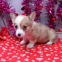 Lorelei, a female Pembroke Welsh Corgi for sale in Weaubleau, MO – Photo 9 of 10