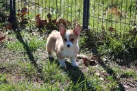 Lorelei, a female Pembroke Welsh Corgi for sale in Weaubleau, MO – Photo 3 of 10