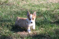 Lorelei, a female Pembroke Welsh Corgi for sale in Weaubleau, MO – Photo 2 of 10
