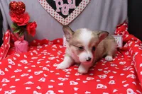 Lorelei, a female Pembroke Welsh Corgi for sale in Weaubleau, MO – Photo 6 of 10