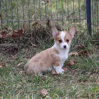Lorelei, a female Pembroke Welsh Corgi for sale in Weaubleau, MO – Photo 5 of 10