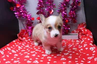 Lorelei, a female Pembroke Welsh Corgi for sale in Weaubleau, MO – Photo 3 of 10