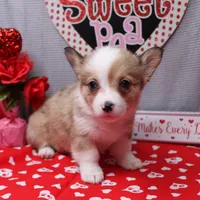 Lorelei, a female Pembroke Welsh Corgi for sale in Weaubleau, MO – Photo 10 of 10